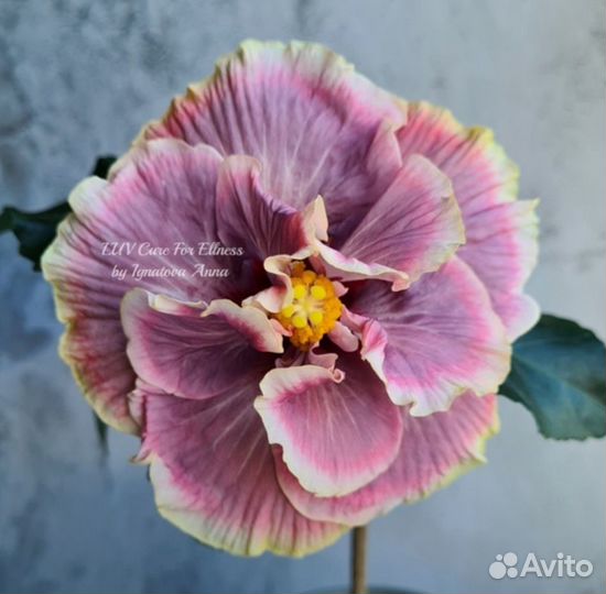 Гибискус сортовой LUV Cure for Ellness