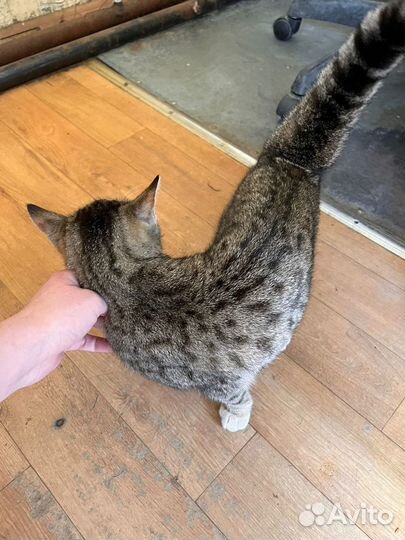 Кошечка пришла за помощью к людям, а ее гонят