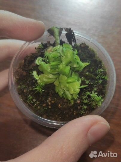 Экзотические растения: семена, детки и взрослые