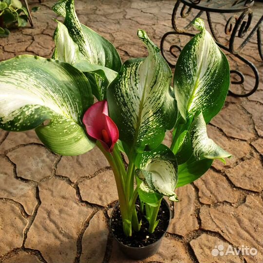 Калла Frozen Queen