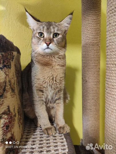 Кошка чаузи ф1