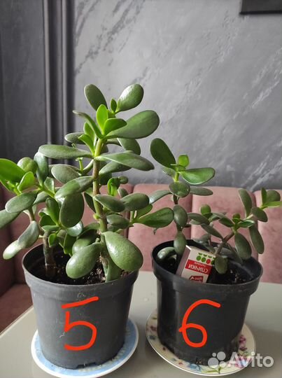Денежное дерево толстянка крассула