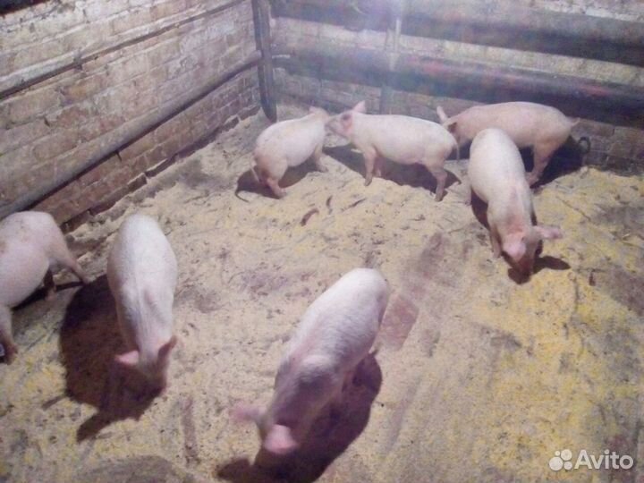 Поросята