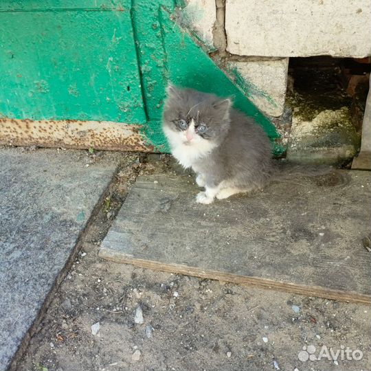 Котенок Девочка