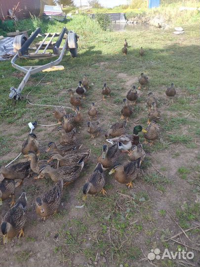 Подсадные утки