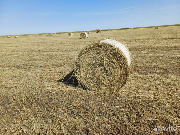 Сено в рулонах