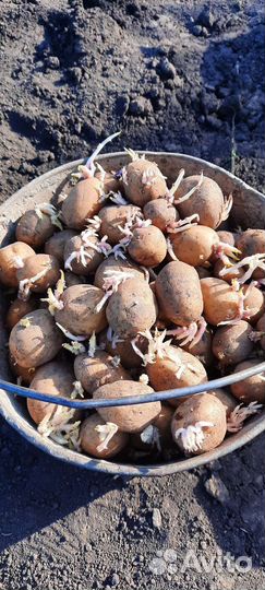 Семенной картофель