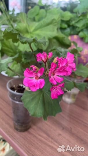 Пеларгония