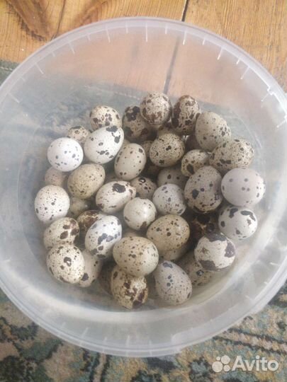 Яйца перепелиные домашние