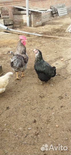 Домашние куриные яйца