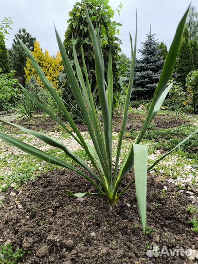 Юкка нитчатая