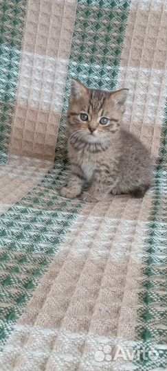 Отдам котят (девочки) в добрые руки