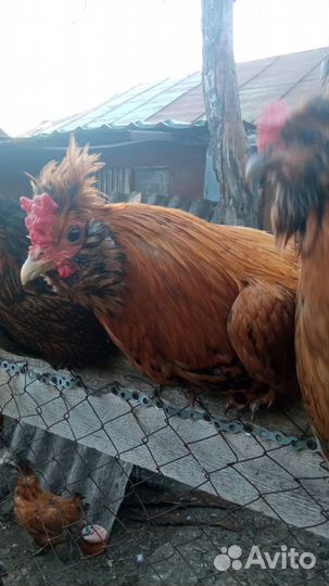 Павловское золото