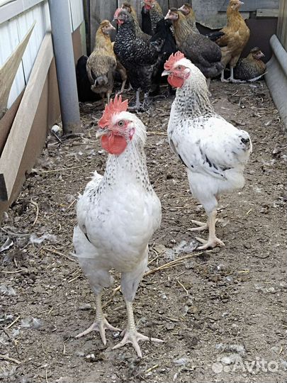 Петухи доминанты