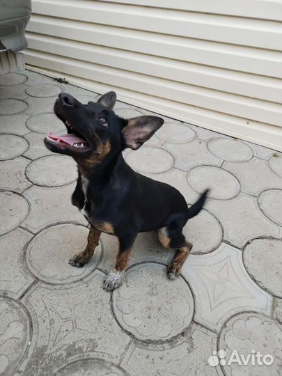 Собака подросток девочка ищет дом