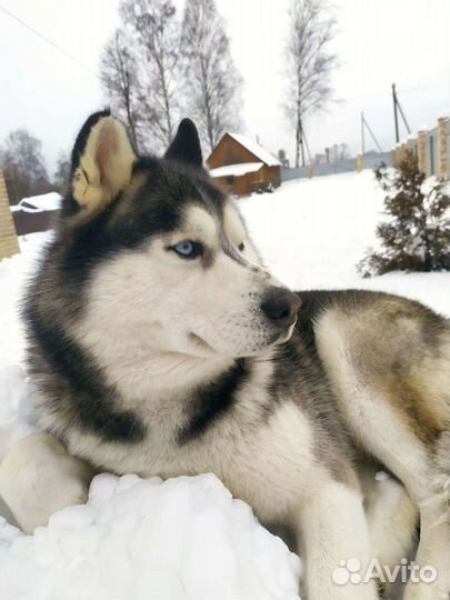 Сибирский хаски кобель вязка