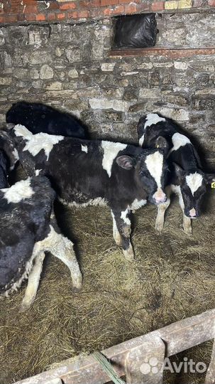 Телята здоровые