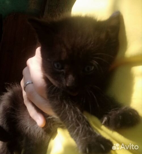 Прекрасные малыши в самые добрые руки