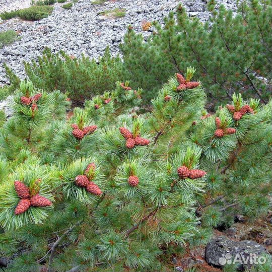 Кедровый стланик, семена