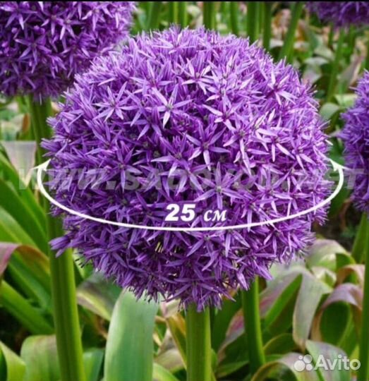 Декоративный лук алиум семена