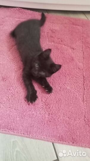 Котёнок смесь кошки мей куна и дв-вого кота в дар