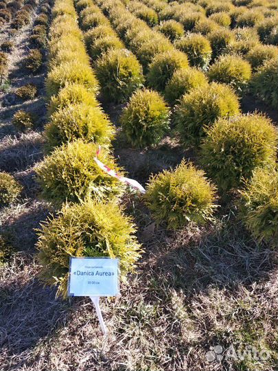 Туя Даника аурея