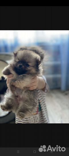 Померанский шпиц