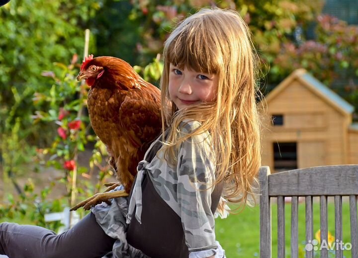 Куры-несушки