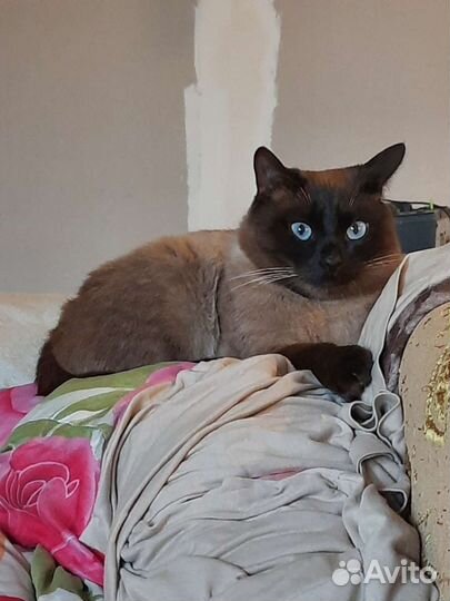 Кот вязка