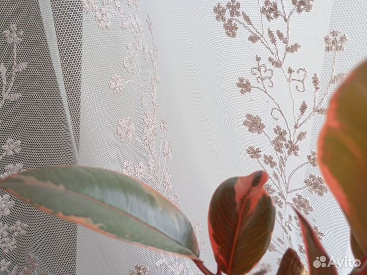 Фикус эластика Руби Пинк