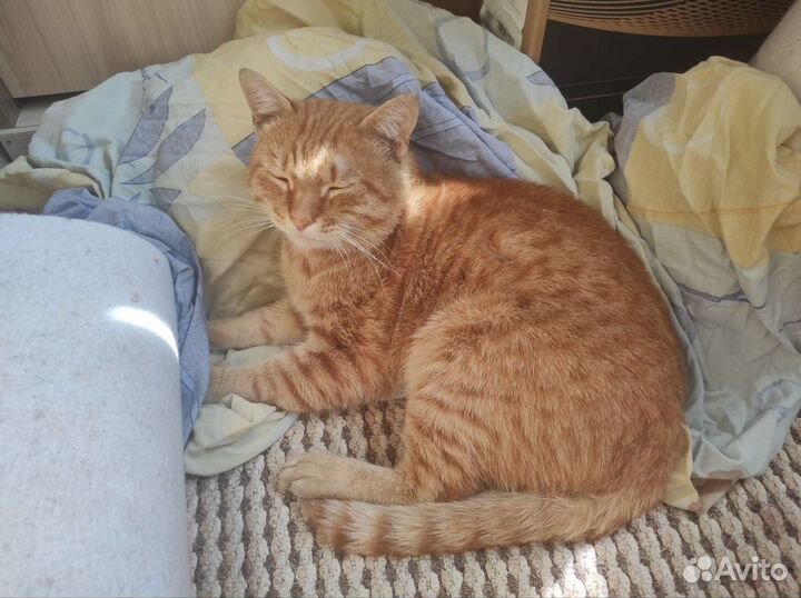 Молодой котик