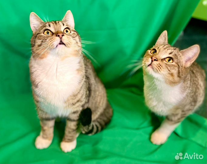 Молодые котики в поисках дома