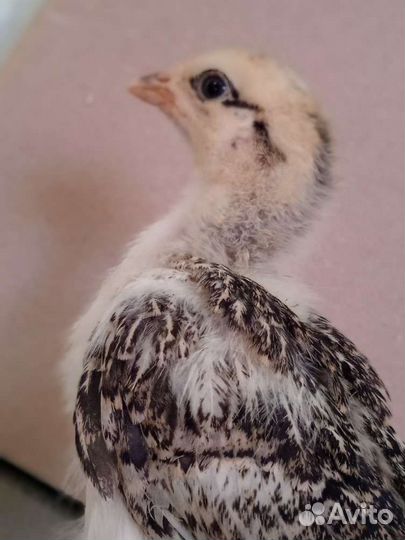 Цыплята подрощеные