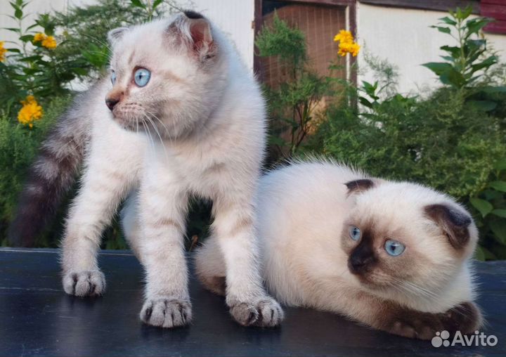 Шотландские котята