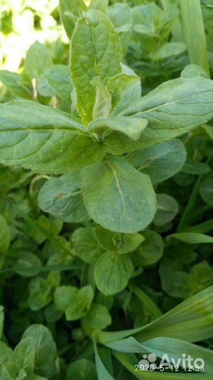 Растения Эстрагон Мята Мелисса Укроп зонтики