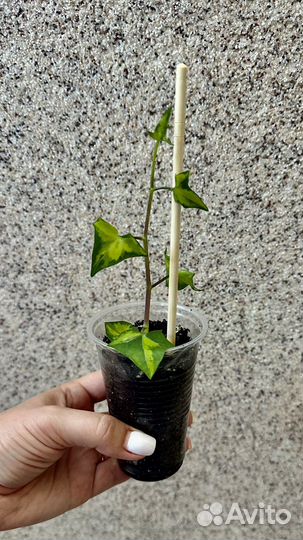 Крестовник крупноязычковый