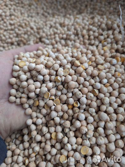 Нут корм для животных