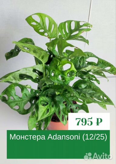 Продам комнатные растения