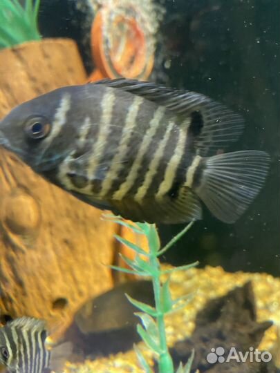 Акара бирюзовая