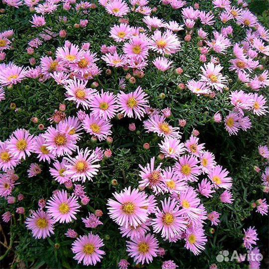 Астра кустарниковая Peter Harrison Саженцы, Рассад