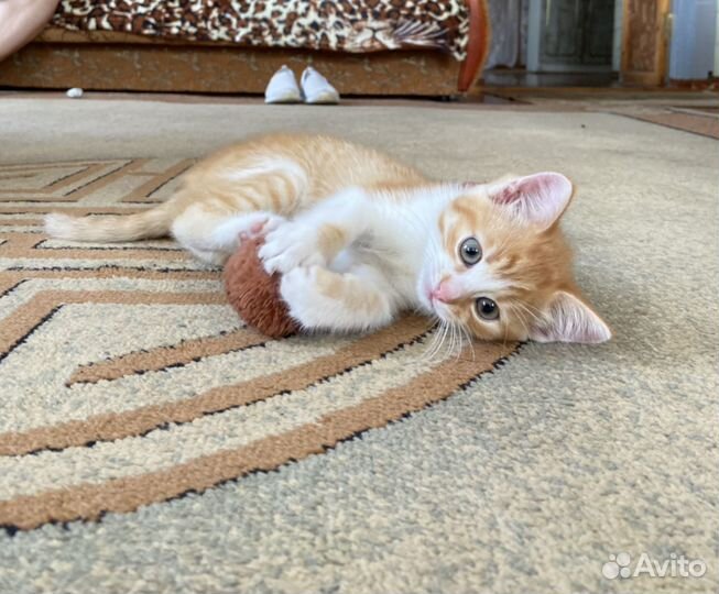 Рыжее солнышко для вашего дома в дар