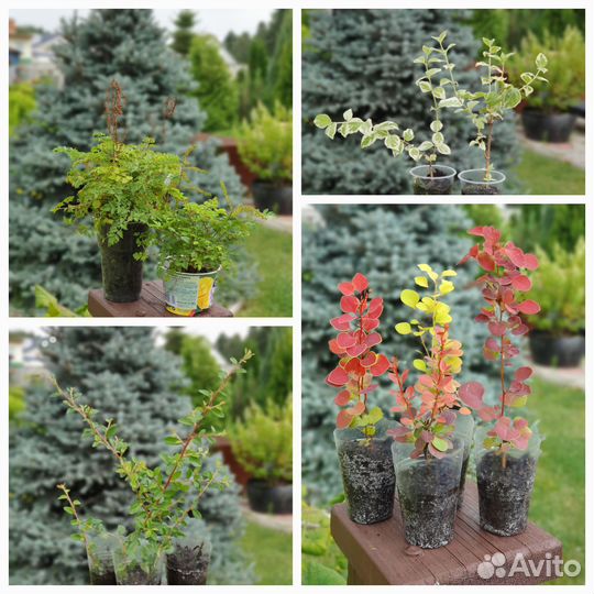 Многолетние растения