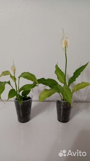 Замиокулькас