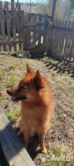 Ищем девочку для вязки