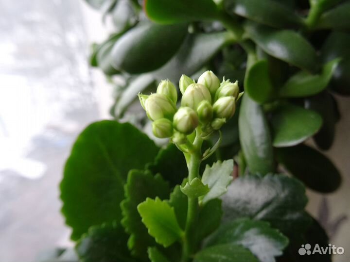 Комнатные растения цветущие