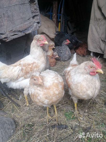 Куры молодки