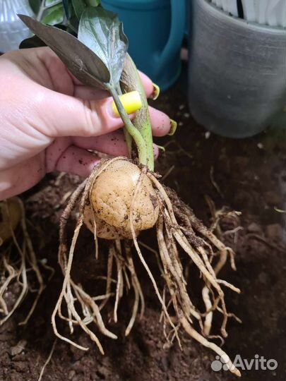 Замиокулькас черный