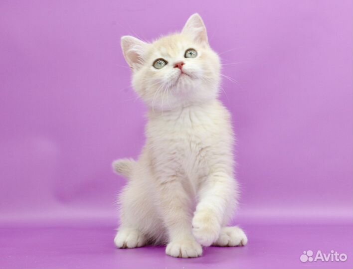 Британская золотая лиловая шиншилла су12 кот P1