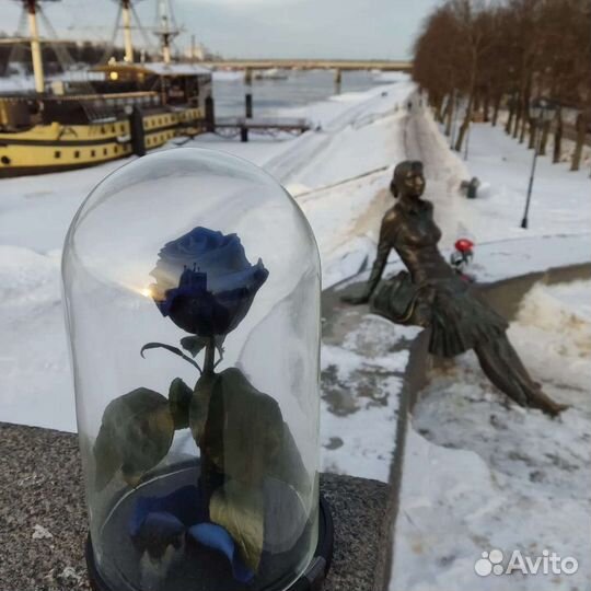 Живая роза в колбе