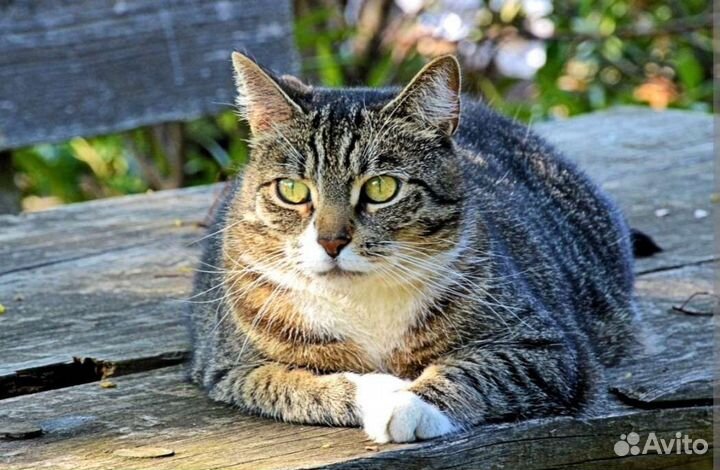 Кошка бесплатно